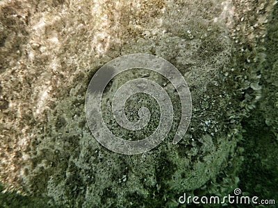 Underwater brown stone with sea urchin Stock Photo