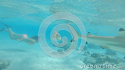 UNDERWATER: Cheerful Caucasian woman swims with a group of big blacktip sharks. Stock Photo