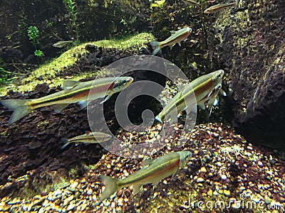 Underwater close up of redside dace. Stock Photo