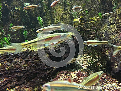 Underwater close up of redside dace. Stock Photo