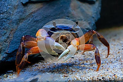 Underwater closeup picture of the mangrove crab Stock Photo