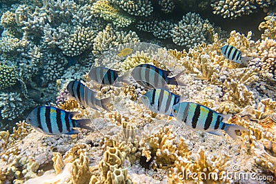 Underwater coral reef with group of tropical fish Stock Photo