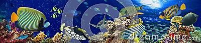 Underwater coral reef landscape panorama background Stock Photo