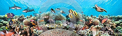 Underwater coral reef landscape. Stock Photo