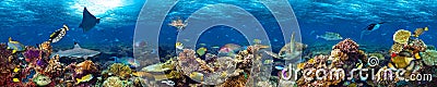 Underwater coral reef landscape Stock Photo