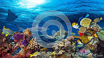 Underwater coral reef landscape Stock Photo