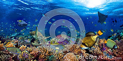 Underwater coral reef landscape wide 2to1 panorama background in the deep blue ocean with colorful fish sea turtle marine wild Stock Photo