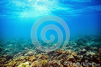 a Underwater coral reef on the red sea Stock Photo