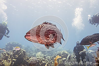 Underwater coral reef Stock Photo
