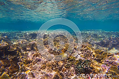 Underwater coral reef. View swim float coral reef, habitat of biocenosis of exotic marine tropical animals Stock Photo