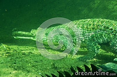Underwater crocodile Stock Photo