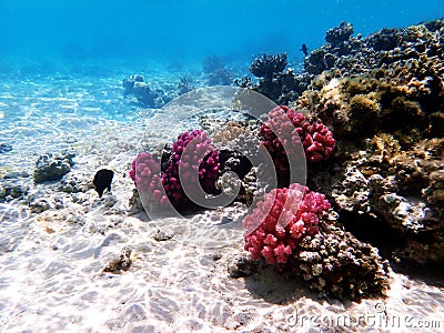 Underwater dream coral reef seascape into the Red sea Stock Photo