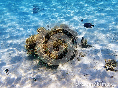 Underwater dream coral reef seascape into the Red sea Stock Photo