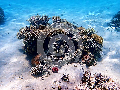 Underwater dream coral reef seascape into the Red sea Stock Photo