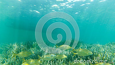 Underwater exploration in a paradise island Stock Photo