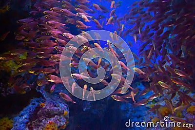 Underwater fish in the coral reef area Stock Photo