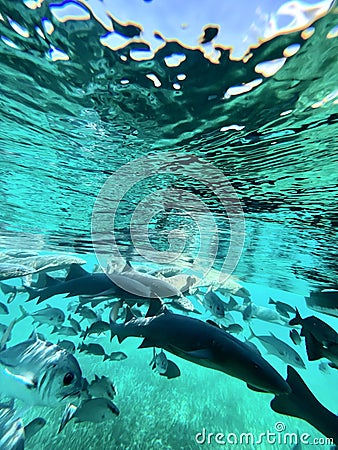 underwater fish frenzy Stock Photo