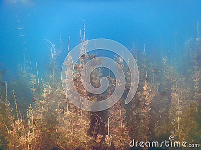 Underwater flora. Underwater Plants rivers, lakes, pond. Stock Photo