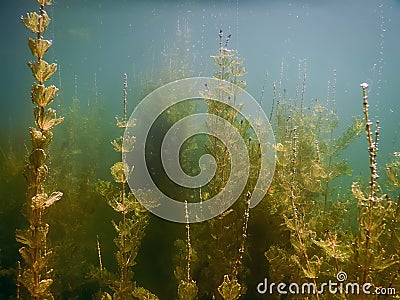 Underwater flora. Underwater Plants rivers, lakes, pond. Stock Photo