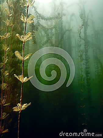 Underwater flora. Underwater Plants rivers, lakes, pond. Stock Photo