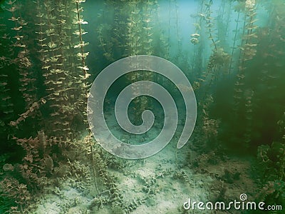 Underwater flora. Underwater Plants rivers, lakes, pond. Stock Photo