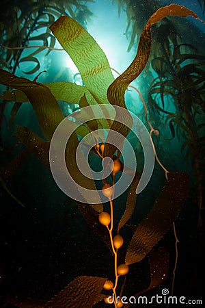 Underwater Forest of Giant Kelp in California Stock Photo