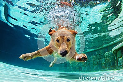 Dog diving underwater in swimming pool. Stock Photo