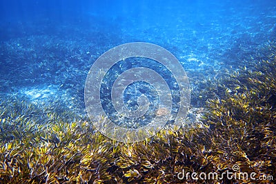 Underwater garden Stock Photo