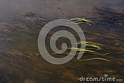 Underwater Grass, Long Seaweed in Dark River Water, Overgrown Stream with Algae, Grass Waving in Water Stock Photo