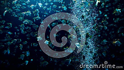 Underwater image of air bubbles floating in the aquarium with big school of fishes Stock Photo