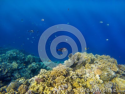 Underwater image of coral reef and tropical fishes Stock Photo