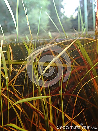 Underwater image of a moor lake in Germany Stock Photo