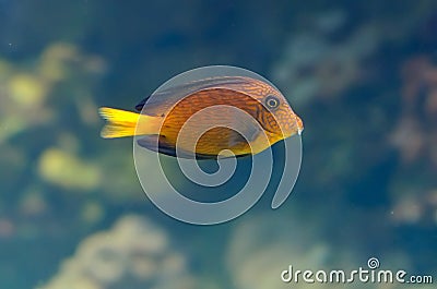 Underwater image of tropical fish Stock Photo