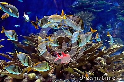 Underwater image of tropical fishes Stock Photo