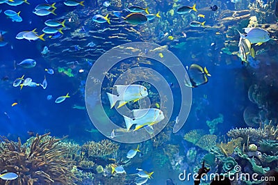 Underwater image of tropical fishes Stock Photo