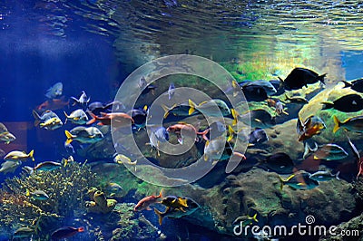 Underwater image of tropical fishes Stock Photo