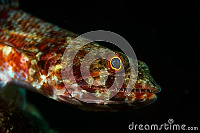 Underwater images from the reefs around the Philippines area of Puerto Galera Stock Photo