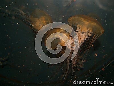 Underwater Jellyfish Couple Stock Photo