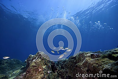 Underwater Landscape Stock Photo