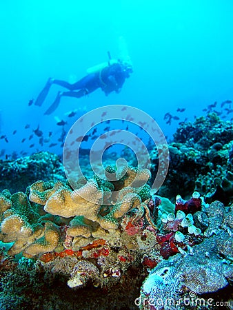 Underwater landscape Stock Photo