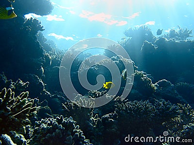 Underwater landscape Stock Photo