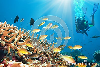 Underwater landscape Stock Photo