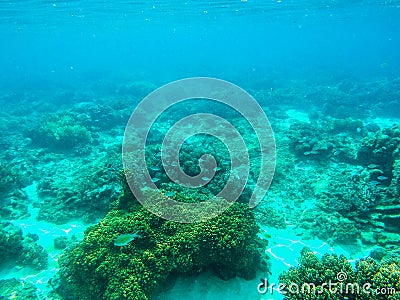 Underwater landscape with coral reef and blue coral fishes. Tropical sea lagoon with sea animals. Stock Photo