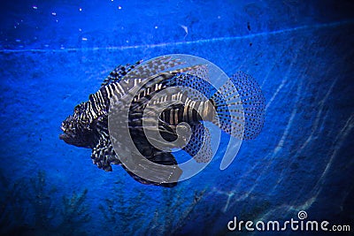 Underwater Landscape with Fishes in oceanarium Stock Photo