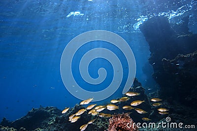 Underwater Landscape II Stock Photo