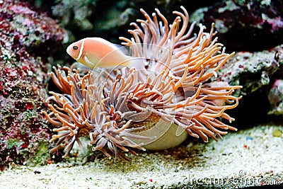 The underwater life Stock Photo
