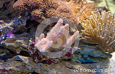 The underwater life Stock Photo