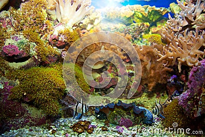 Underwater life. Coral reef, fish. Stock Photo