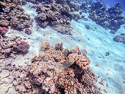 Underwater life of reef with corals, shoal of Lyretail anthias Pseudanthias squamipinnis and other kinds of tropical fish. Coral Stock Photo