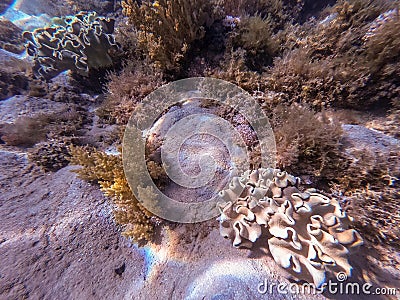 Underwater life of reef with Leather coral (Sarcophyton glaucum) and tropical fish Stock Photo